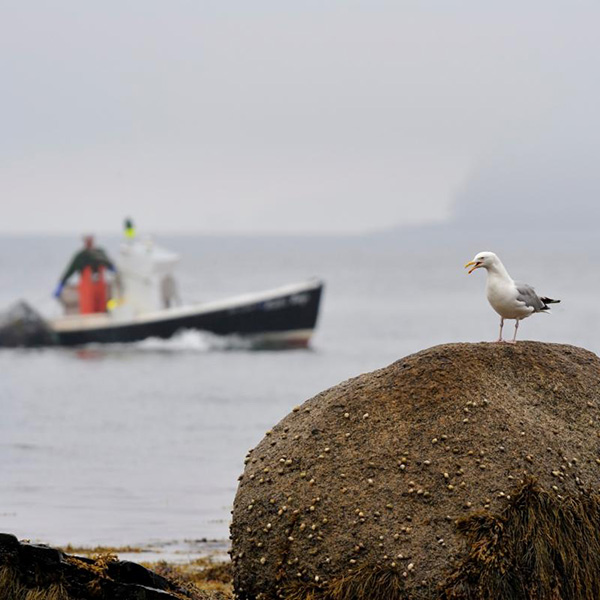 Sea Gull