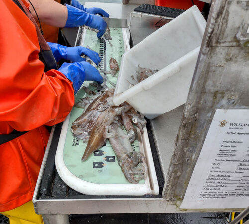 Research on a Boat