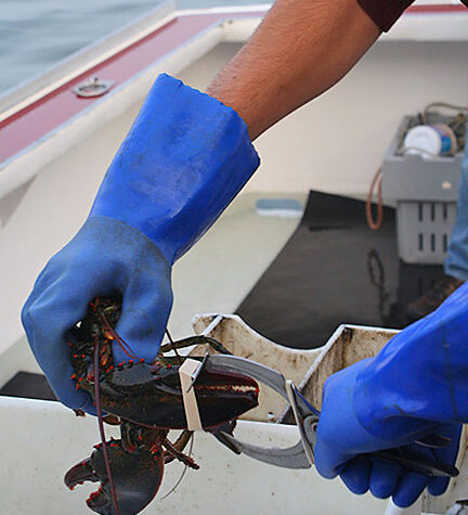 Lobster Research