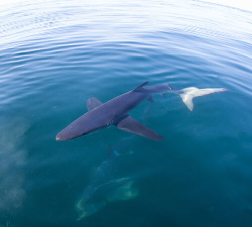 Shark in Atlantic Ocean