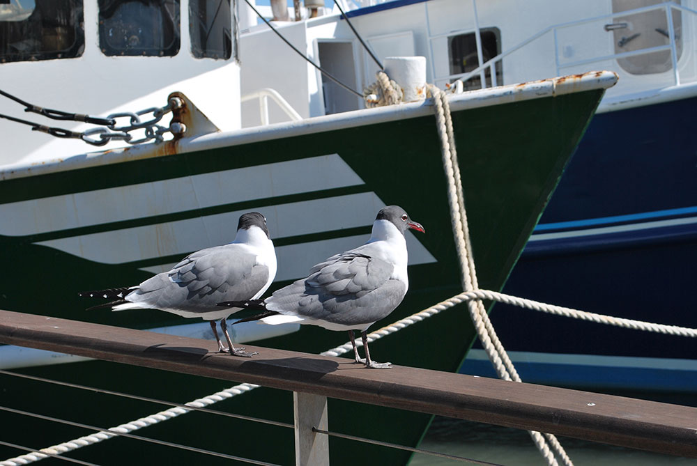 Two Gulls